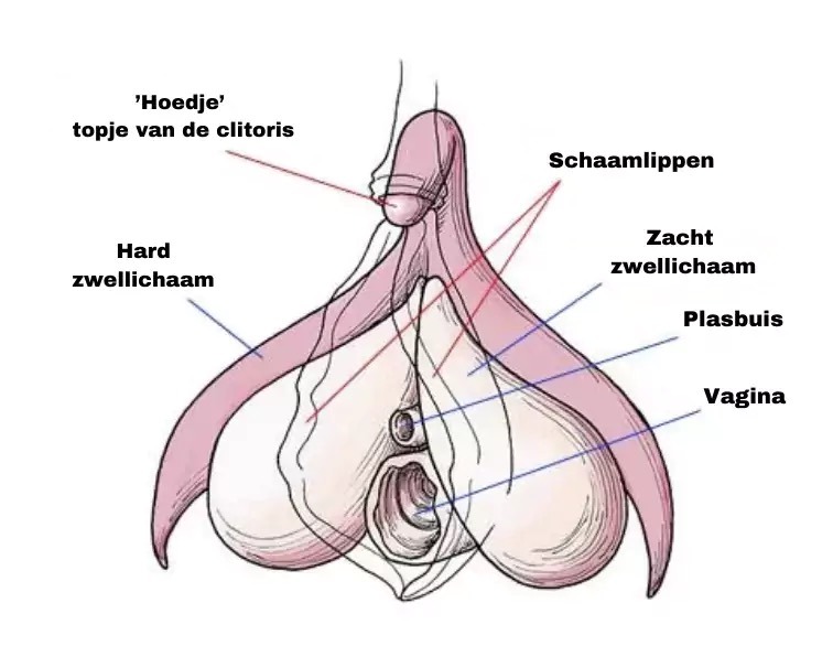Clitoris 